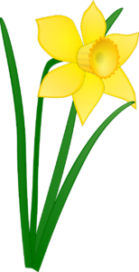 daffodil, yellow, flower-23923.jpg